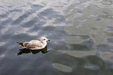 Seagull swimming on calm water