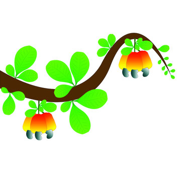 Kaju Branch (Cashew)