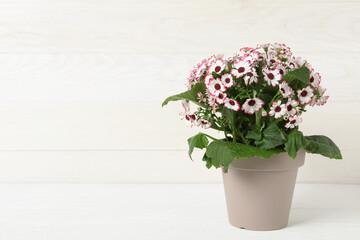 Beautiful cineraria plant in flower pot on white table. Space for text