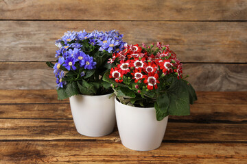 Beautiful cineraria plants in flower pots on wooden table