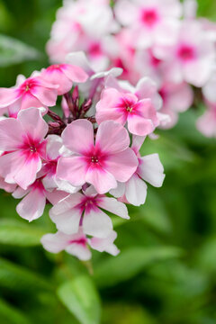 pink phlox flowers in garden