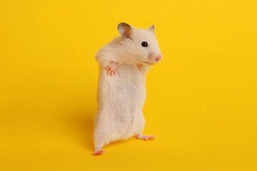 Cute little fluffy hamster on yellow background