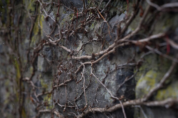 Stone wall, plant roots twisting along the stone wall, moss, natural background patterns from the roots.