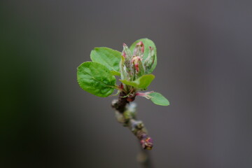 bud of a tree