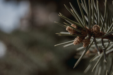 Fototapeta na wymiar frost on pine