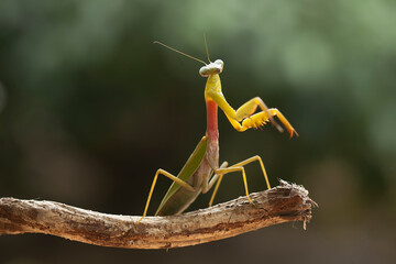 Spesies Mantis from Borneo Island