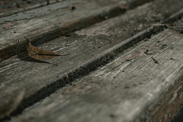 close up of a snail