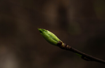 awakening succulent leaves on a branch in spring