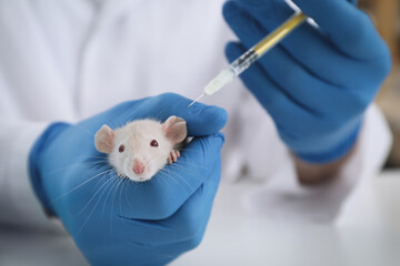 Scientist with syringe and rat in chemical laboratory, closeup. Animal testing