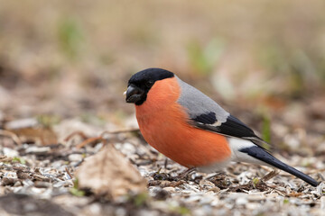 Colorful male bullfinch (Pyrrhula purrhula) feeding on leftover sunflower seeds under the birdfeeder in the garden