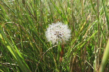 Closeup photo of a magical Dandelion blossom with dew droplets on the petals making it look like diamonds glistening in the early morning sun rays. The weed flower represents wishes, joy, happiness.