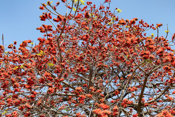 Erythrina caffra, the coast coral tree or African coral tree, is native to southeastern Africa, often cultivated and introduced in California. Considered the official tree of Los Angeles, California