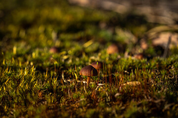small mushrooms grow among the moss, a fabulous view