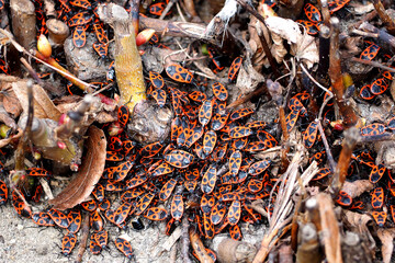 the soldier bug . lots of red and black bug soldiers crawling on the ground top view