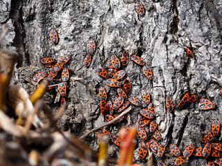 the soldier bug . a lot of red and black bug soldiers crawling on the tree trunk side view . insects