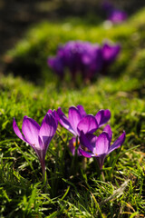 Beautiful purple crocus flowers growing in garden
