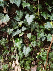 leaves in the garden