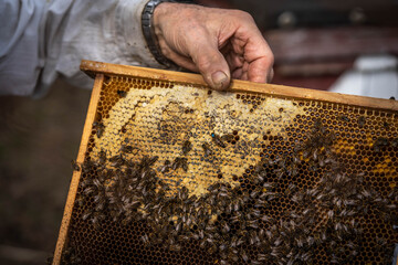 bees on combs are working to create honey, apiary