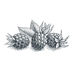 Blueberries. Hand drawn engraving style vector illustration.