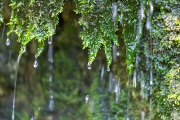 Close-up mos on the rock, the wall of the waterfall simulates looking and feels refreshed and relaxing. The joy of the waterfall