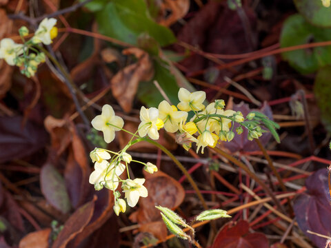 Epimedium perralchicum | Elfenblume oder Sockenblume 'Frohnleiten'. Wachstum mit dichtem Laubwerk und leuchtend goldgelbe Blumen &uuml;berh&auml;ngende