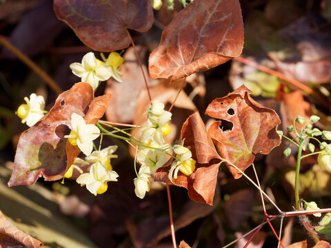 Epimedium perralchicum | Elfenblume oder Sockenblume 'Frohnleiten' mit goldgelben Bl&uuml;tenst&auml;nde, die wie Elfen &uuml;ber attraktive, herzf&ouml;rmige, gr&uuml;nen bis br&auml;unlich-gr&uuml;nen Bl&auml;tter