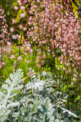 Obraz premium Horticultural landscape in the garden, a combination of silver leaf chrysanthemum and yellow water branch plants