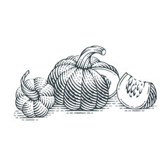 Pumpkin. Hand drawn engraving style vector illustration.