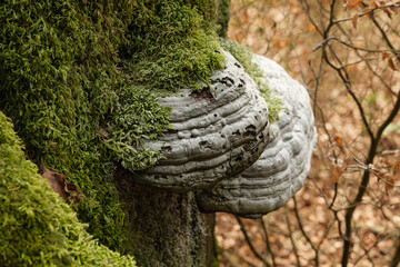 Fototapeta na wymiar Baumpilze an einem Baum / Baumstamm im Wald mit grünen Moos