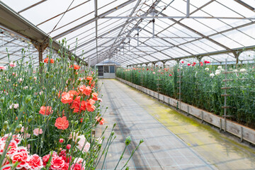 ビニールハウスのカーネーション畑