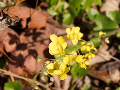 Epimedium perralchicum | Elfenblume oder Sockenblume 'Frohnleiten'. Wachstum mit dichtem Laubwerk und leuchtend goldgelbe Blumen &uuml;berh&auml;ngende