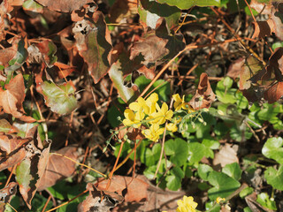 Epimedium perralchicum | Elfenblume oder Sockenblume 'Frohnleiten' als Ziergrass, einen perfekten...