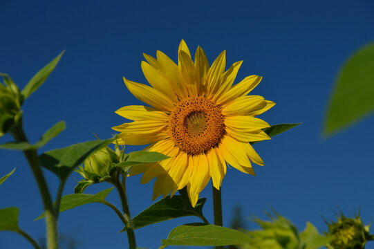 Beautiful sonflower growing in the meadow with blue sky and green leaves. Selective focus.