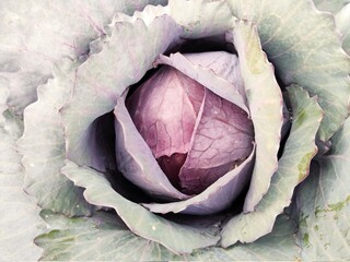 cabbage on a table