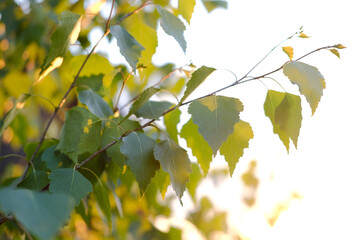 autumn leaves on a branch