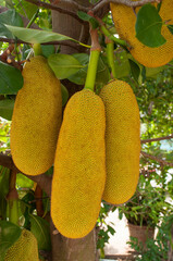 Asian summer fruits named Jackfruit scientific name Artocarpus heterophyllus, Jackfruit hanging on...