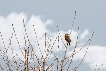 Bluethroat, Luscinia svecica. A bird is sitting on a tree branch in the forest. Blue sky and white clouds. The bird looks back