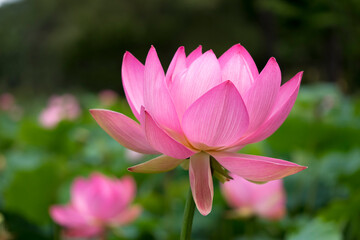Obraz premium 蓮の花 Lotus ハス