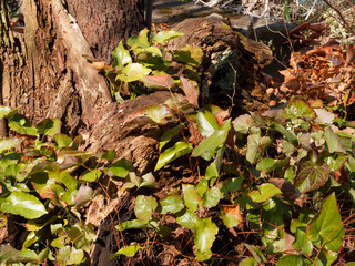 Epimedium perralchicum oder Elfenblume. Schönsten Blattschmuckstauden feine rötliche bis grün...