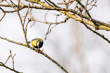 Great tit, Parus major, black and yellow passerine bird sitting on a branch. Eat a butterfly and play with the insect