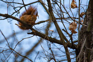 ruda wiewiórka w parku  © Dariusz Grochal 