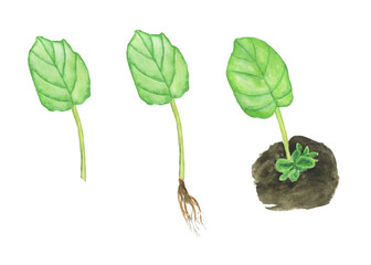 Leaf of african violet with root and small baby plant isolated on white background. Watercolor hand drawing illustration. Saintpaulia. Cultivation of home plant.