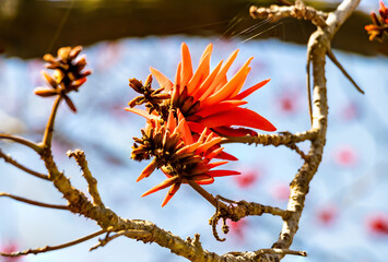 Erythrina caffra, the coast coral tree or African coral tree, is native to southeastern Africa, often cultivated and introduced in California. Considered the official tree of Los Angeles, California
