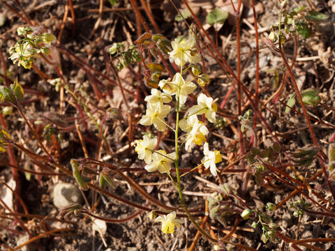 Epimedium perralchicum | Elfenblume oder Sockenblume 'Frohnleiten' mit goldgelben Bl&uuml;tenst&auml;nde, die wie Elfen &uuml;ber attraktive, herzf&ouml;rmige, br&auml;unlich-gr&uuml;nen Bl&auml;tter mit dornig gez&auml;hntem Blattrand 
