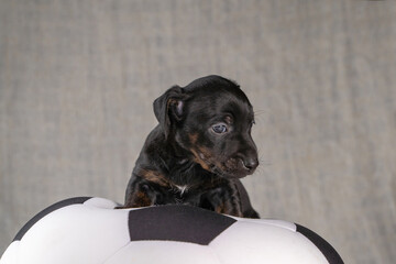 Jack Russell Terrier puppy lies on a soft white with black toy ball, 5 weeks old brindle dog. Selective focus on eyes