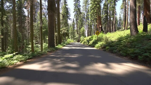 Sequoia National Park Driving Plate Crescent Meadow Rd Westbound 10 Sequoia Forest In Sierra Nevada Mts California
