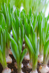 Fresh spring flowers. Plant in the garden