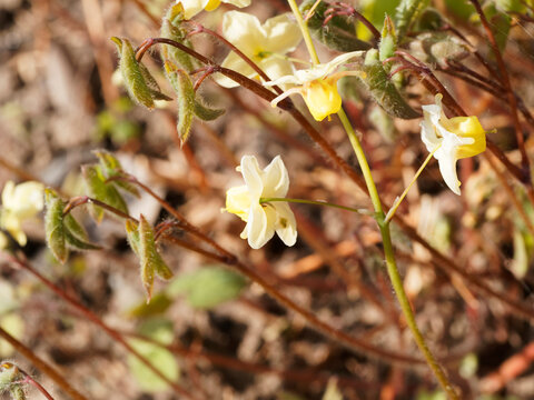 Epimedium perralchicum | Elfenblume oder Sockenblume 'Frohnleiten' als gen&uuml;gsamer Bodendecker mit hellgelb Bl&uuml;ten im Schatten unter Blumen st&auml;ngeln leuchtend goldgelbe &uuml;berh&auml;ngende