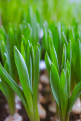 Fresh spring flowers. Plant in the garden