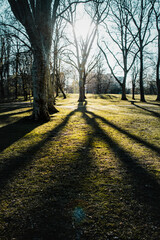 Beautiful spring light in a city park with warm light and shadows of trees. eautiful natural spring background wallpaper with flowers in Germany, Niedersachen, Braunschweig